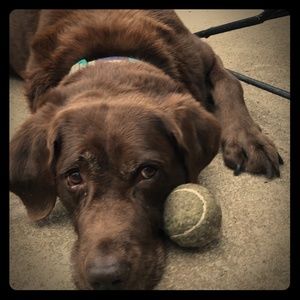 Meet your Posher, Ashley